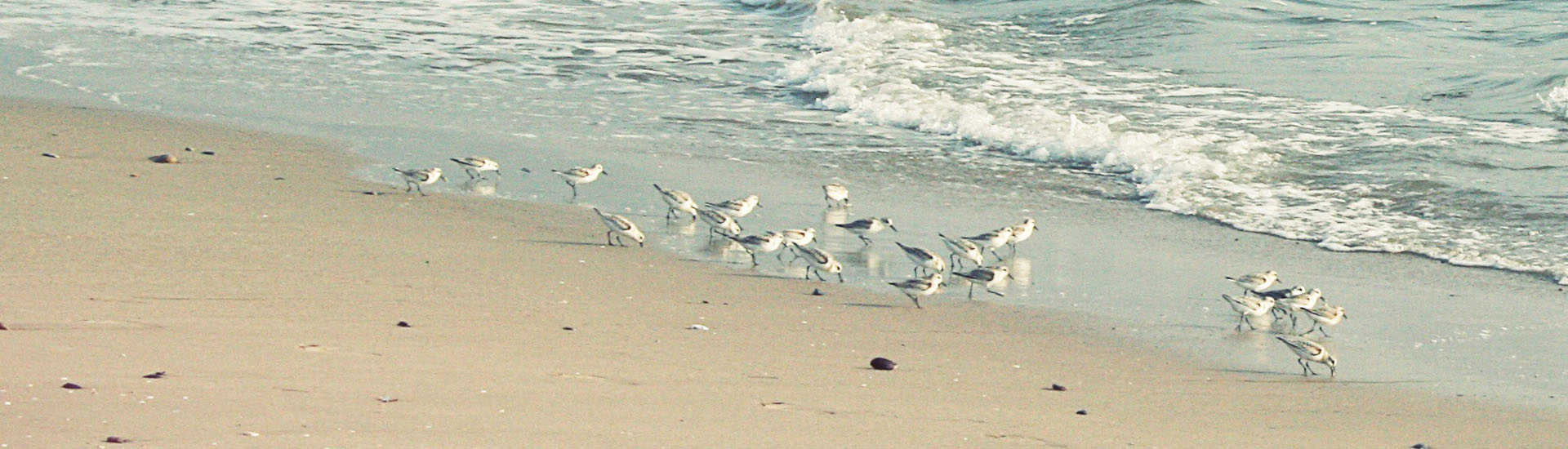 strand